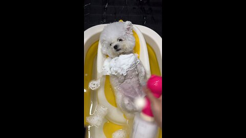 Bathe a puppy