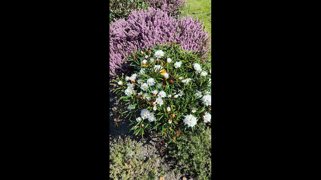 Why I don't recommend Hybrid Rhododendrons