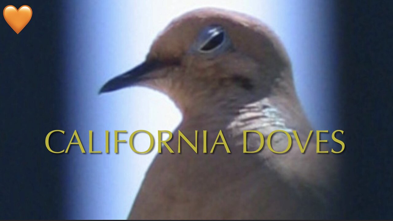 California Doves Relaxing Visual With Music