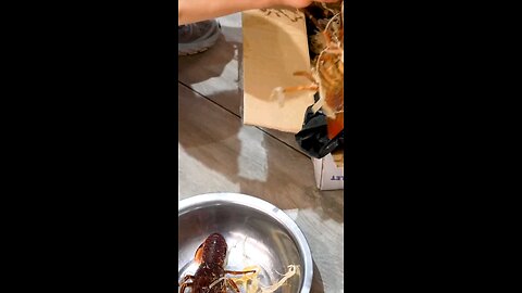 I made crayfish and prawns for dinner