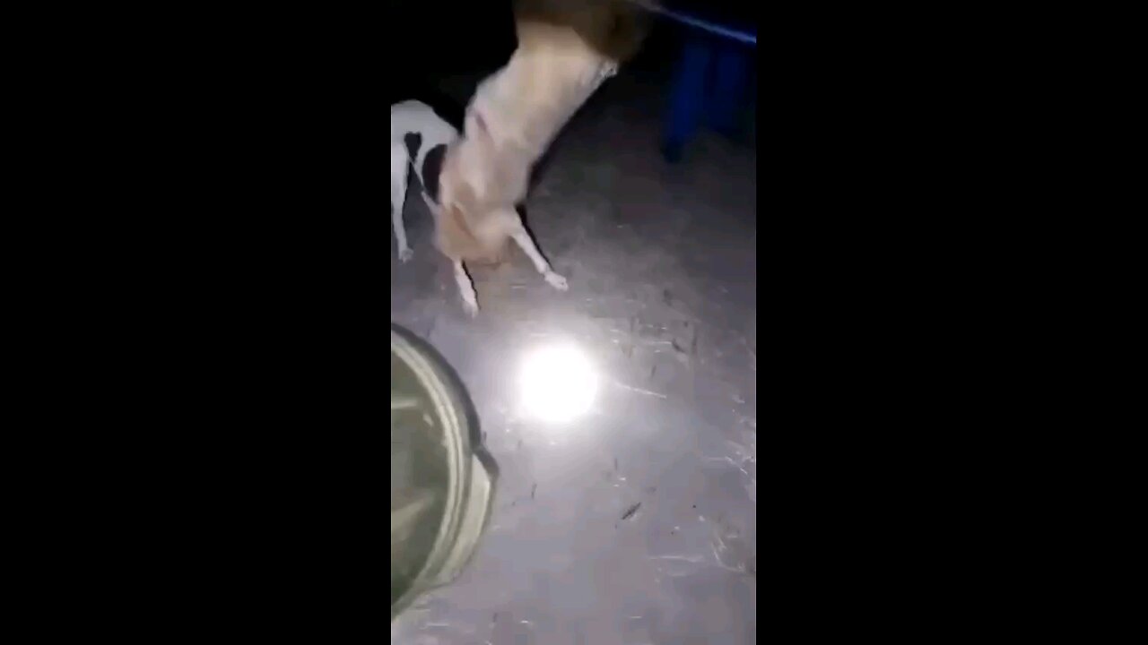 grils dogs