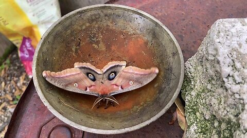 moth