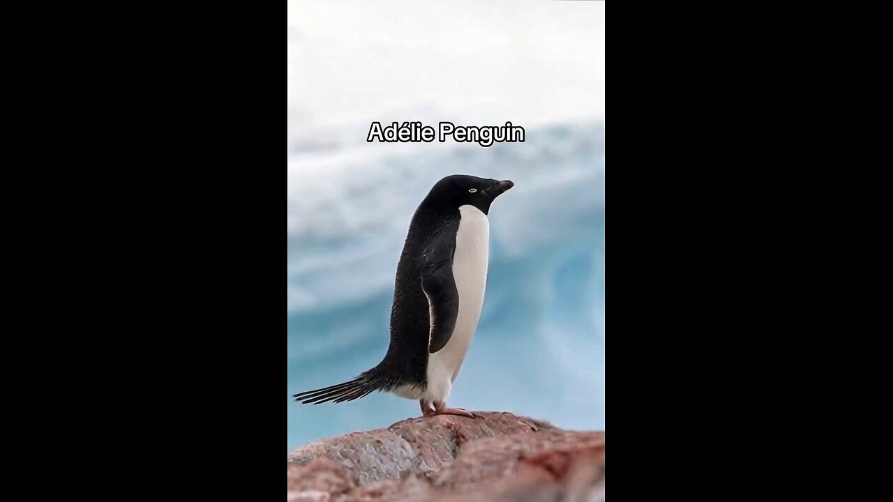 Wildlife
