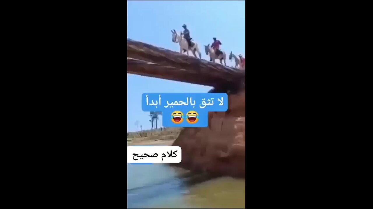 don't trust donkeys