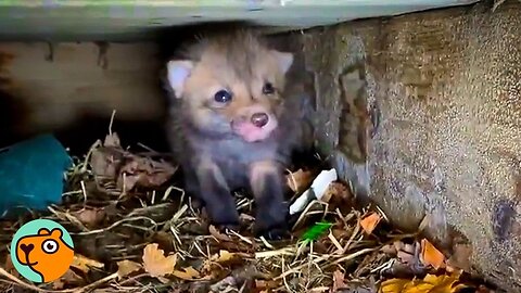 Rescuers Found 7 Baby Foxes Underneath A Porch! | Cuddle Buddies