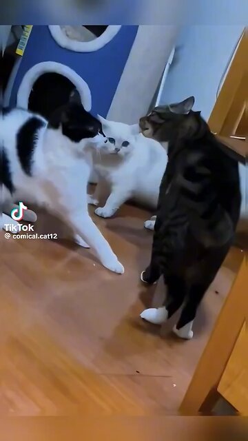 Best cat talent part 2!