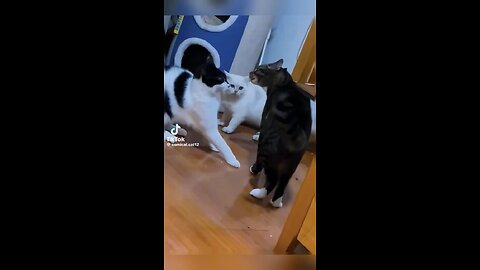 Best cat talent part 2!