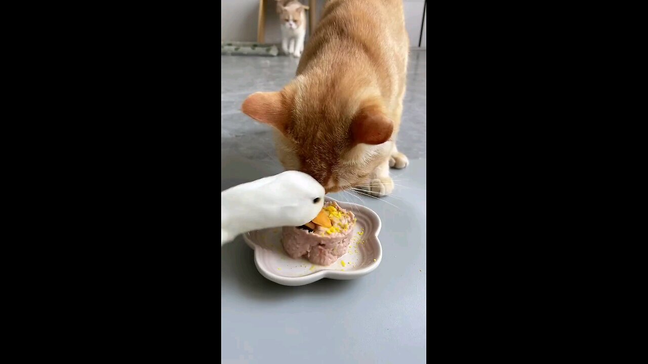 Feeding Time
