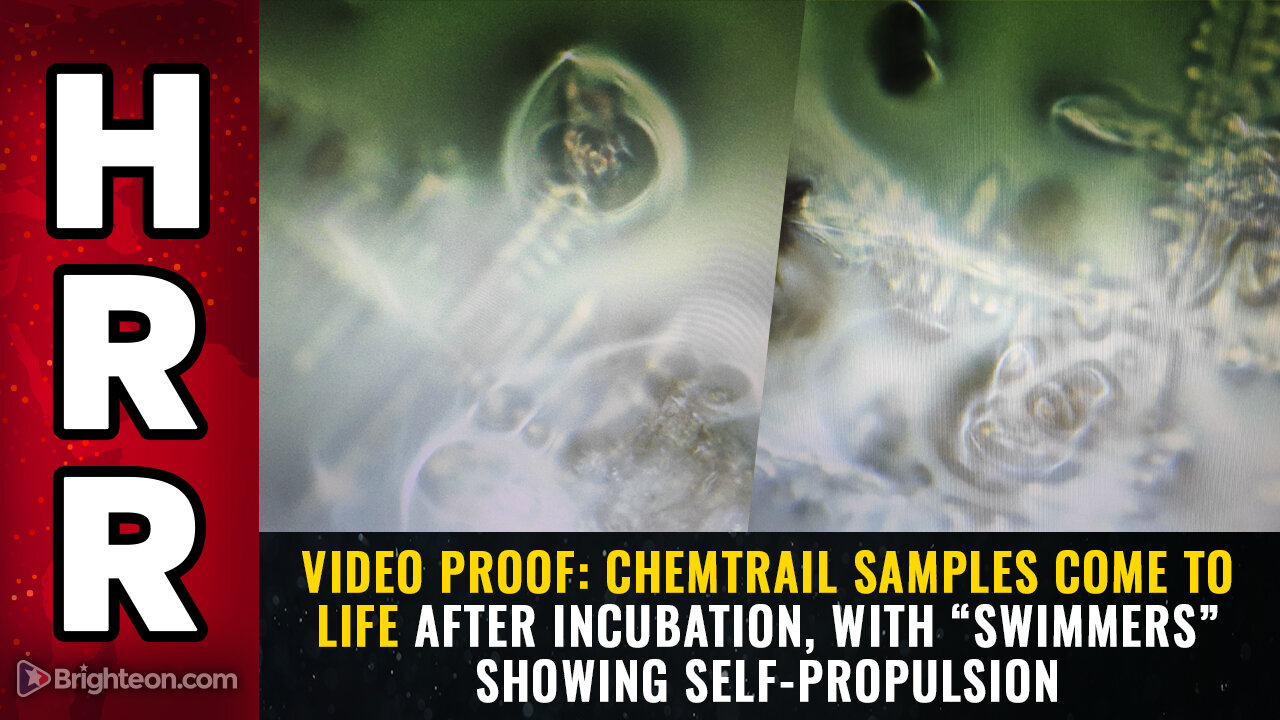 VIDEO PROOF: Chemtrail samples COME TO LIFE after incubation...