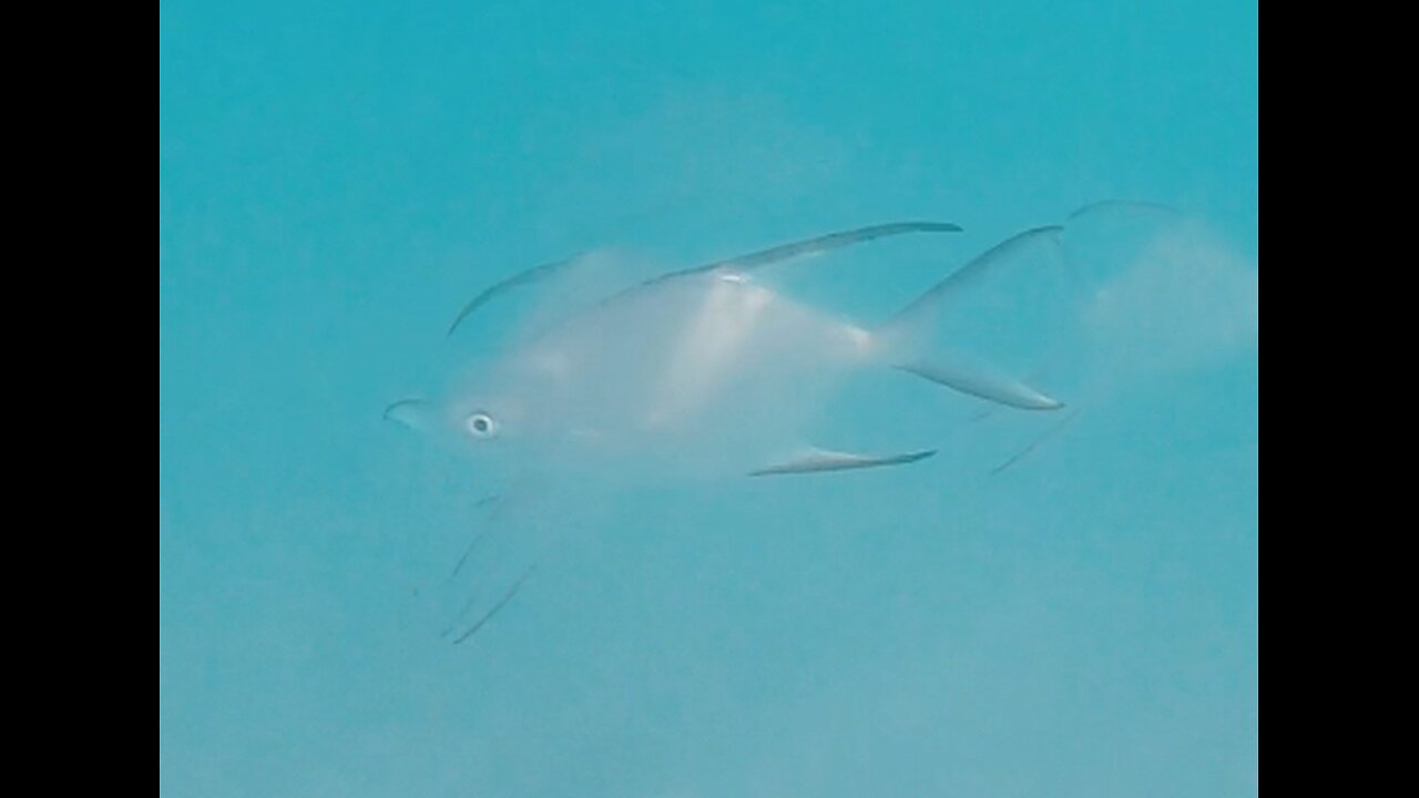 Swimming with a school of fish