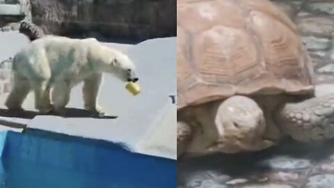 Amazing encounters with wild animals on camera