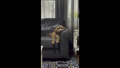 My Dog has Depression. 🤦‍♀️😱