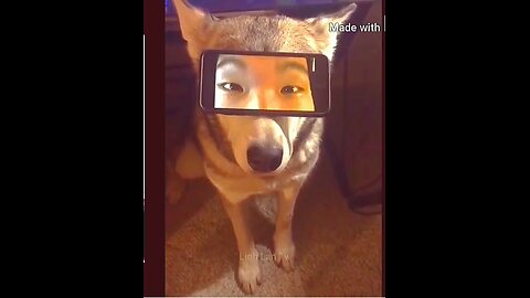 Laugh out Loud with These Hilarious Animal Videos