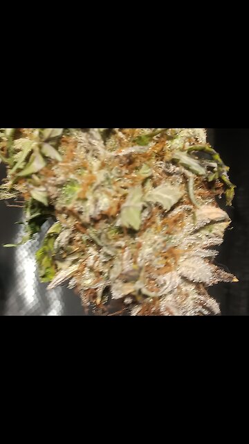 Mimosa Cake Auto Nugs Drying day 6