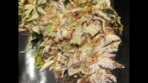 Mimosa Cake Auto Nugs Drying day 6