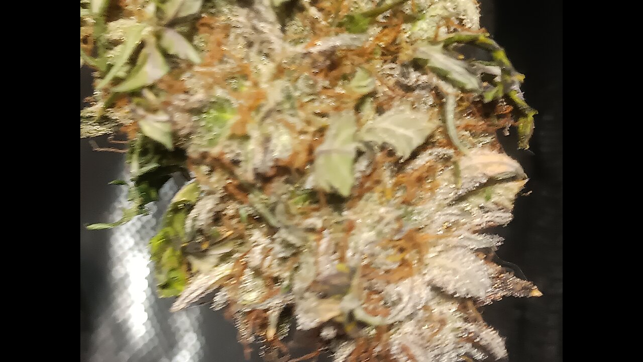 Mimosa Cake Auto Nugs Drying day 6