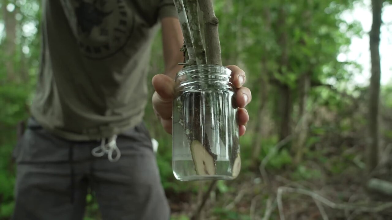 Learn How to get Fresh water from Trees!