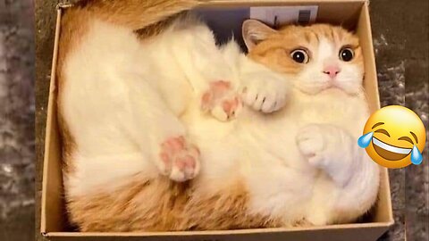 Funniest Dogs and Cats Clips 2025😼🐶Try Not To Laugh😜