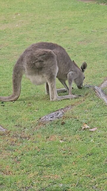 Kangaroos feeding