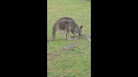 Kangaroos feeding