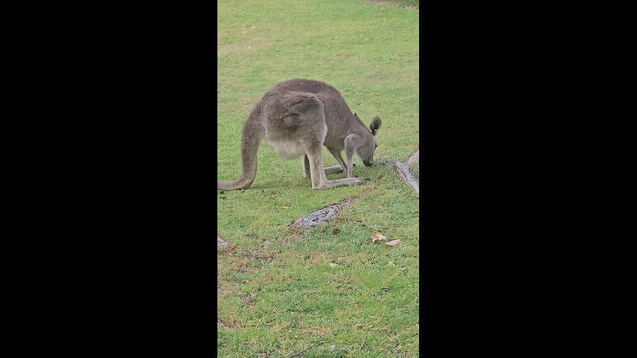Kangaroos feeding