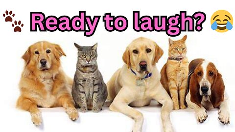 Ready to laugh? These funny animals will make your day! 😂