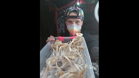 Mycology Mondays #115 Harvest Day.. Twilight 🧬 🧫🧪