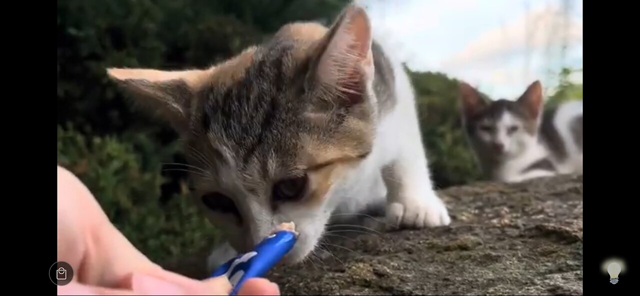 길냥이 사육 #고양이