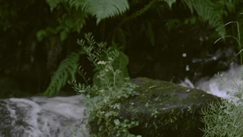 Nature Beauty 4K : Sunrise Over Misty Forest