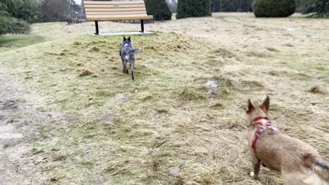 waynes park patrol 23908230498208