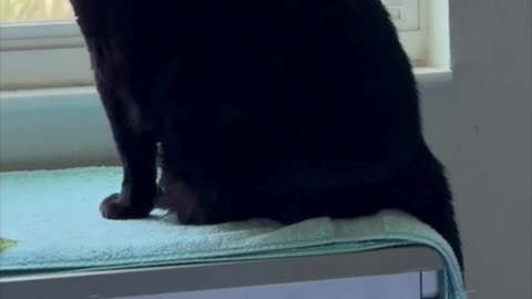 Cute Precious Piper Does Security for the Backyard - My Adopted Shelter Cat Vlog
