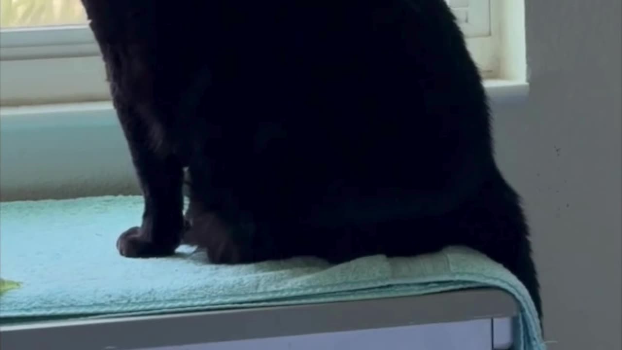 Cute Precious Piper Does Security for the Backyard - My Adopted Shelter Cat Vlog