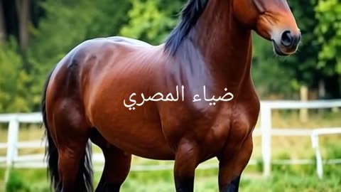 Horse