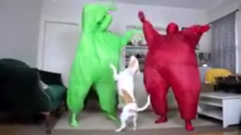 FUN DOG