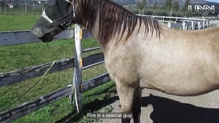 Meet the stunning Marchador horse breed in British Columbia! Discover what makes them so special. 🐎