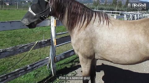 Meet the stunning Marchador horse breed in British Columbia! Discover what makes them so special. 🐎