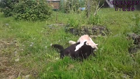 Cat fights. Merciless and bloody.