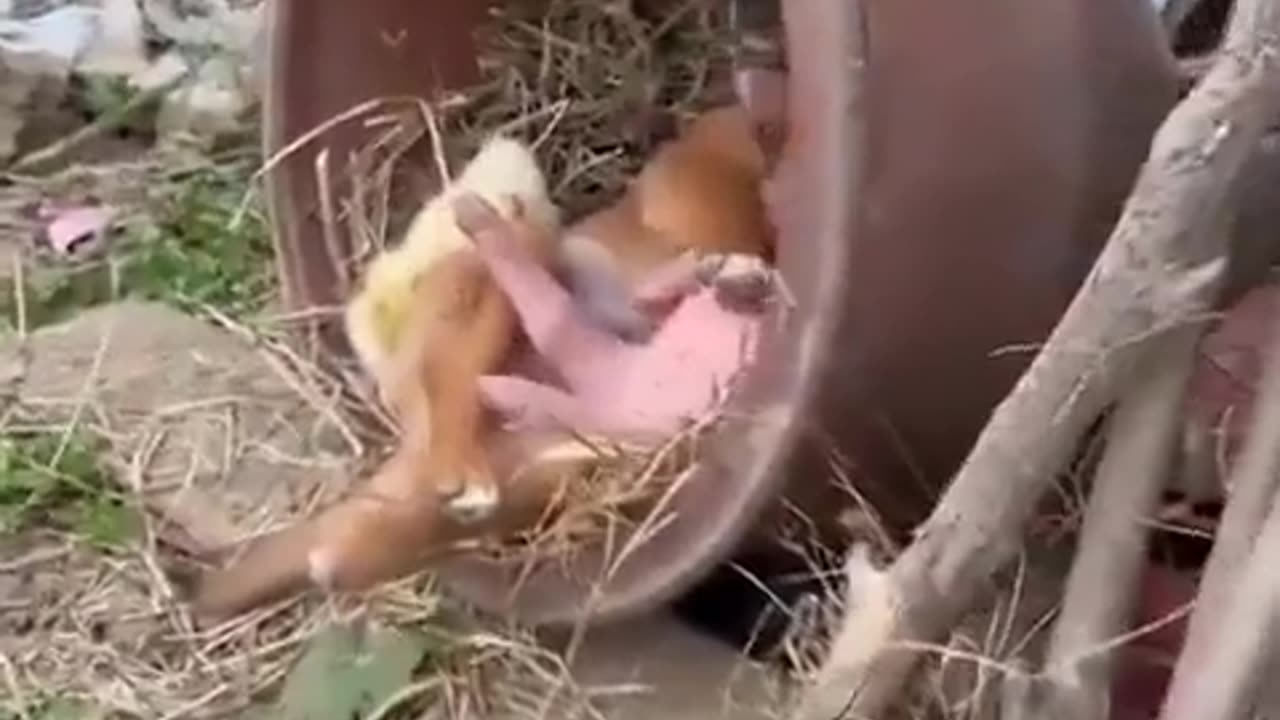 🐾👫 A Family Of Unlikely Friends Who Think They're Siblings! | FeedMyCuriosity