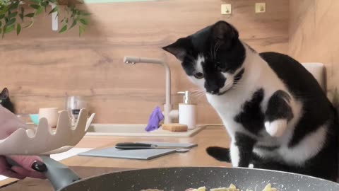 Cat Quick Claws Sausage Out of Pan