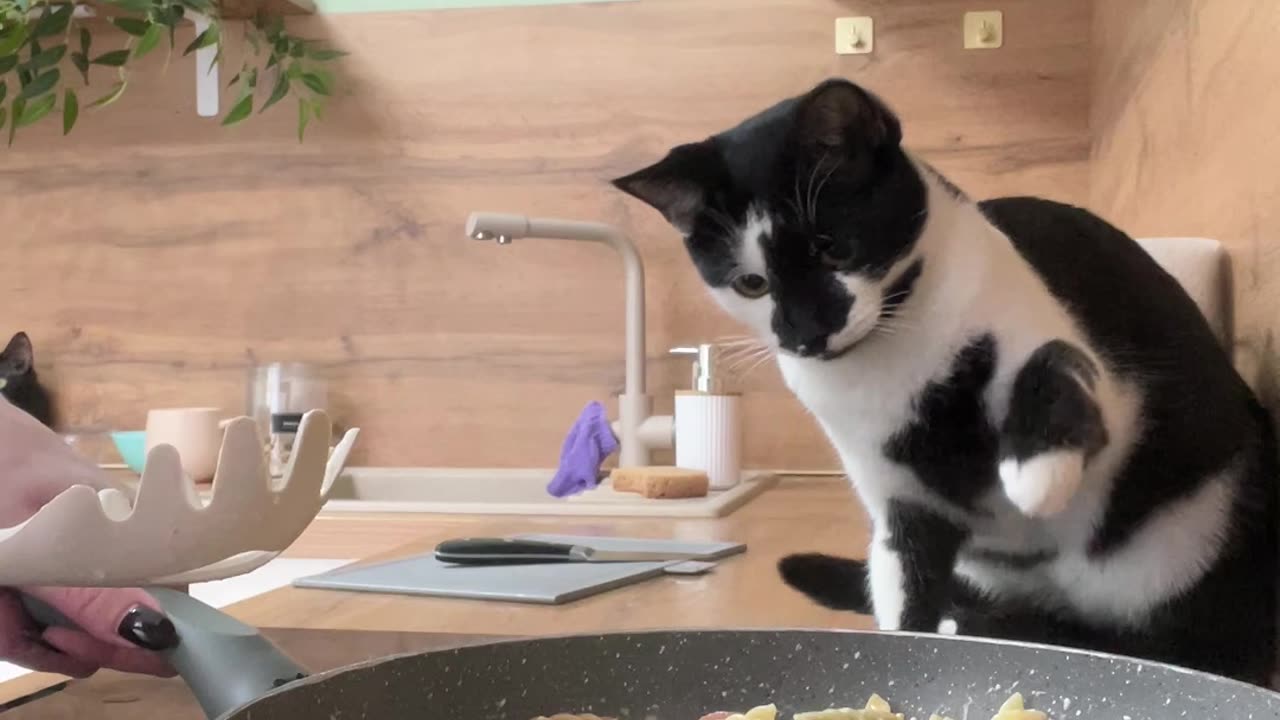 Cat Quick Claws Sausage Out of Pan