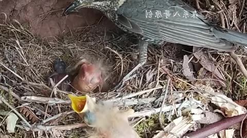 Mother birds feeds