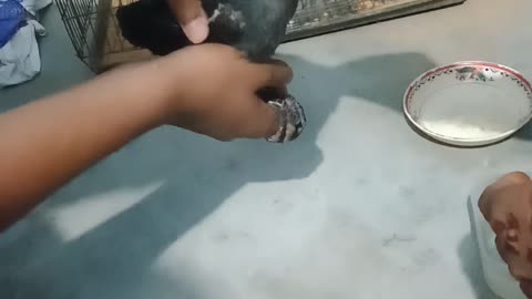 Rescue the crow baby