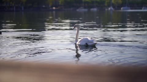 Nature and Animals