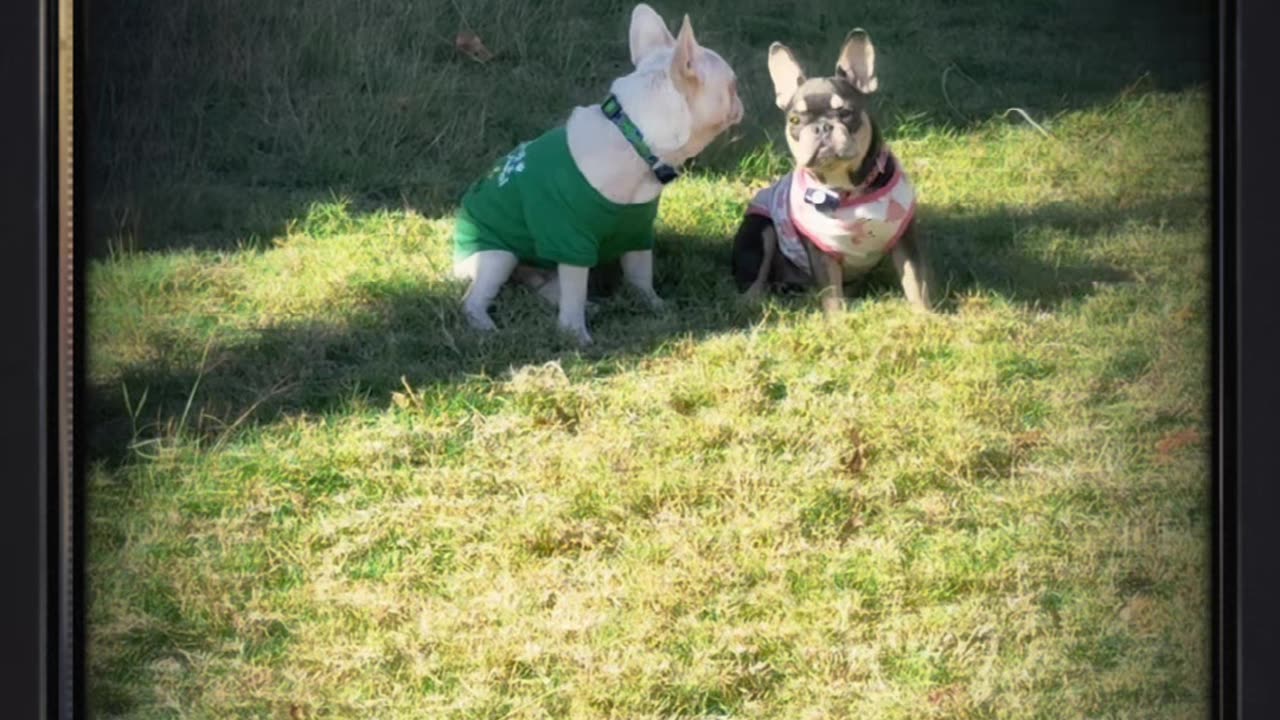 Let's play dog and mouse