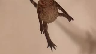 adopted a baby crocodile