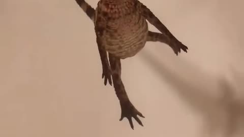 adopted a baby crocodile