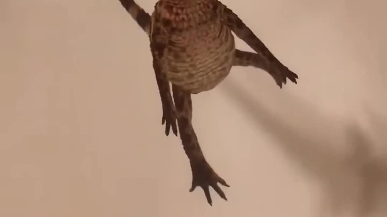 adopted a baby crocodile