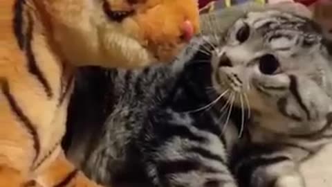 Funny cats videos :)
