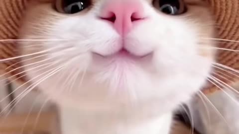 Very very cute