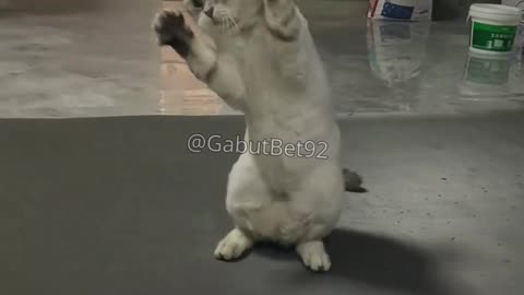 funny cat